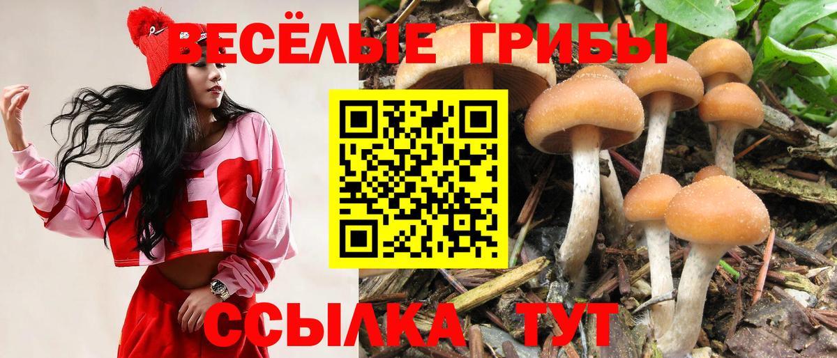 купить наркотик  Вход с VPN  Псилоцибиновые грибы Cubensis  Новотроицк  Галлюциногенные грибы Psilocybe 